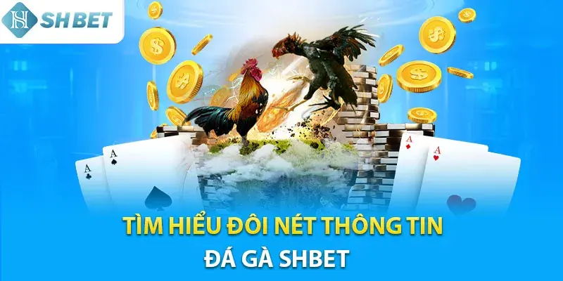 Khái Quát Về Sảnh Đá Gà Shbet17 – Sân Chơi Chất Lượng Hàng Đầu